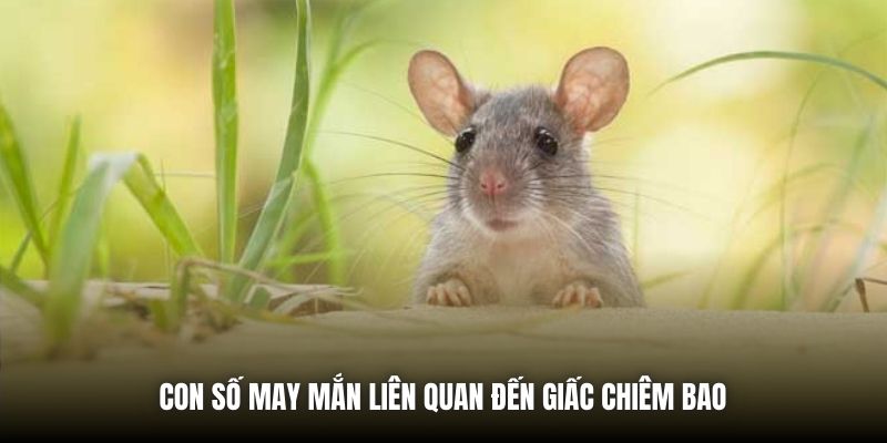 Con số may mắn liên quan đến giấc chiêm bao
