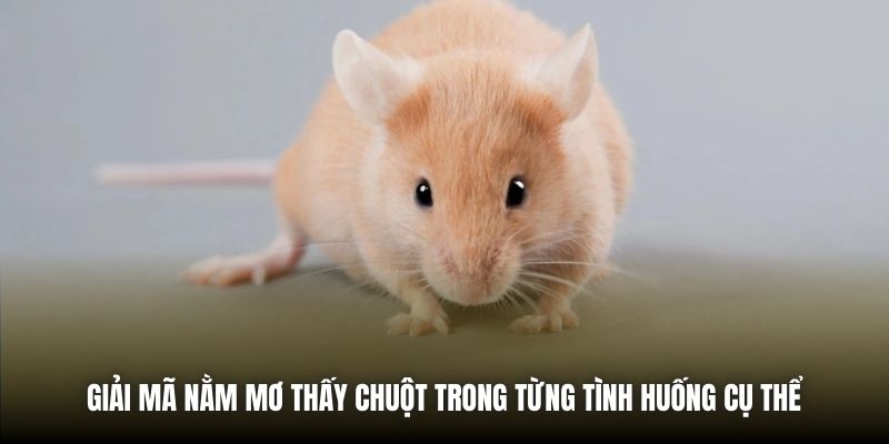Giải mã nằm mơ thấy chuột trong từng tình huống cụ thể