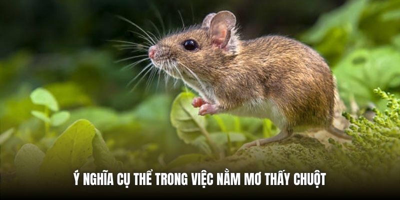 Ý nghĩa cụ thể trong việc nằm mơ thấy chuột