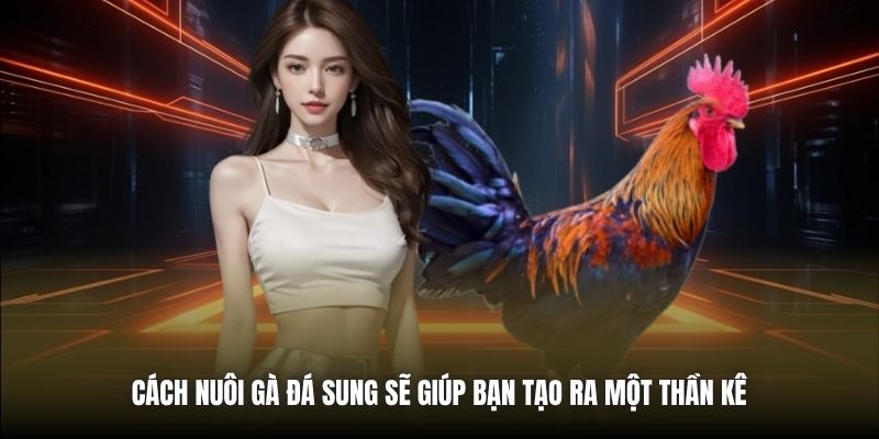 Cách nuôi gà đá sung sẽ giúp bạn tạo ra một thần kê