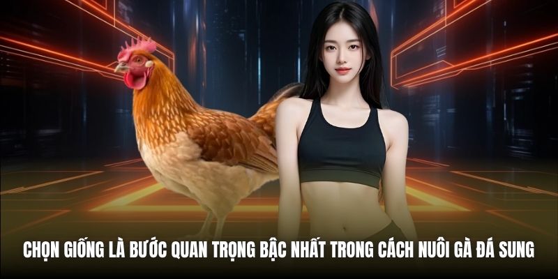 Chọn giống là bước quan trọng bậc nhất trong cách nuôi gà đá sung